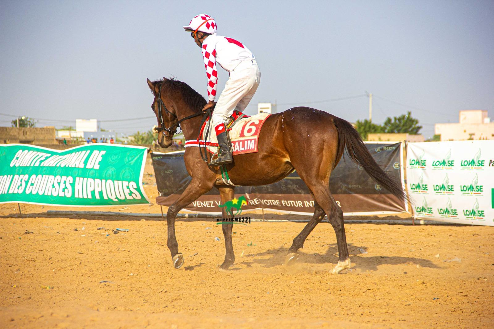 Photo cheval