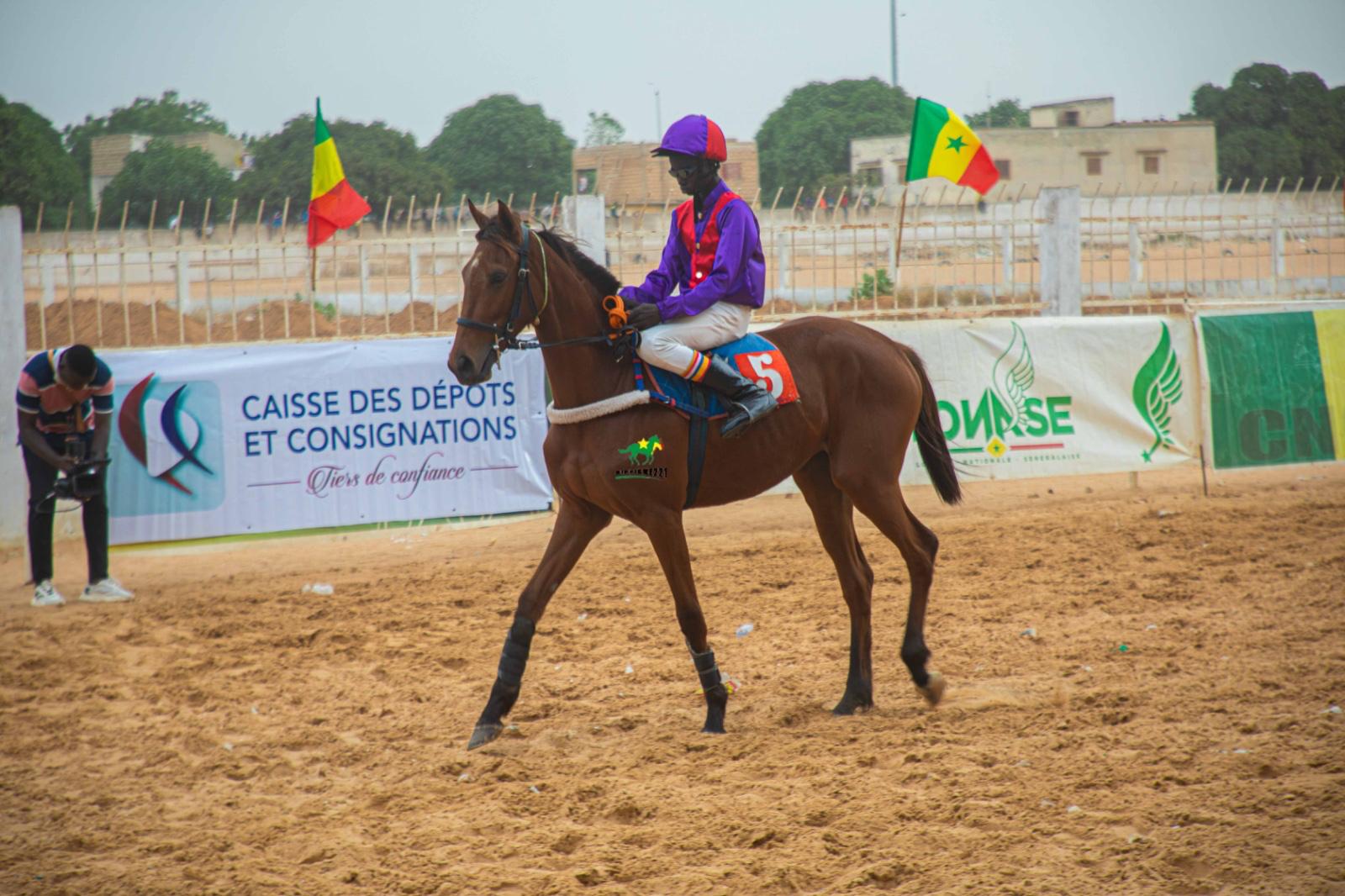 Photo cheval