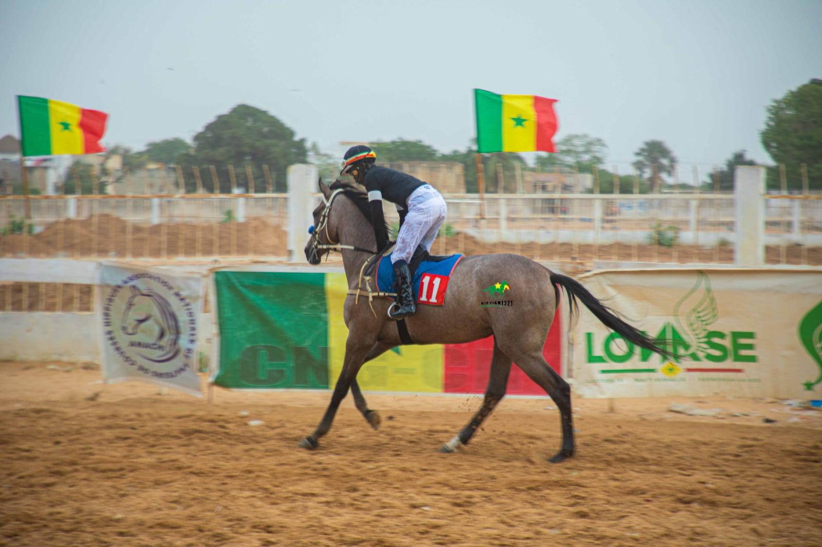 Photo cheval