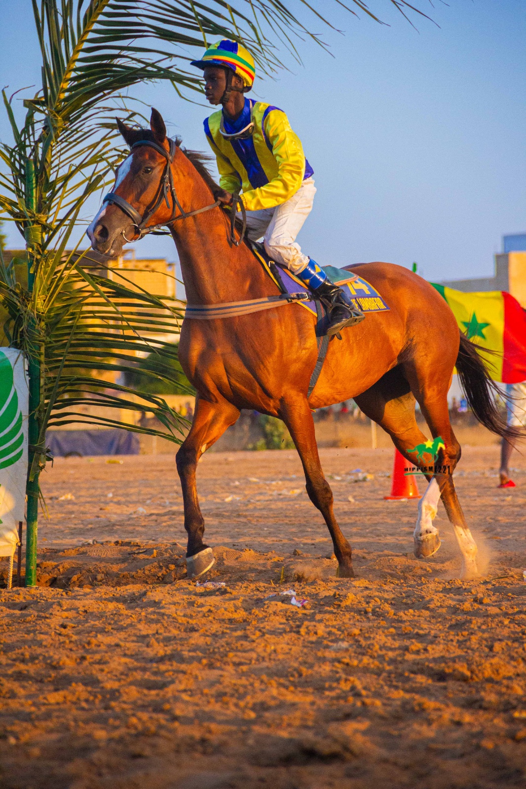 Photo cheval