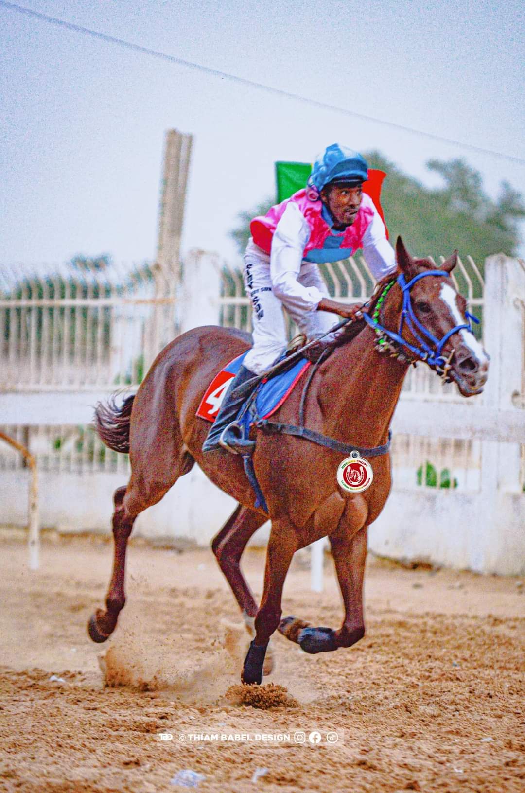 Photo cheval