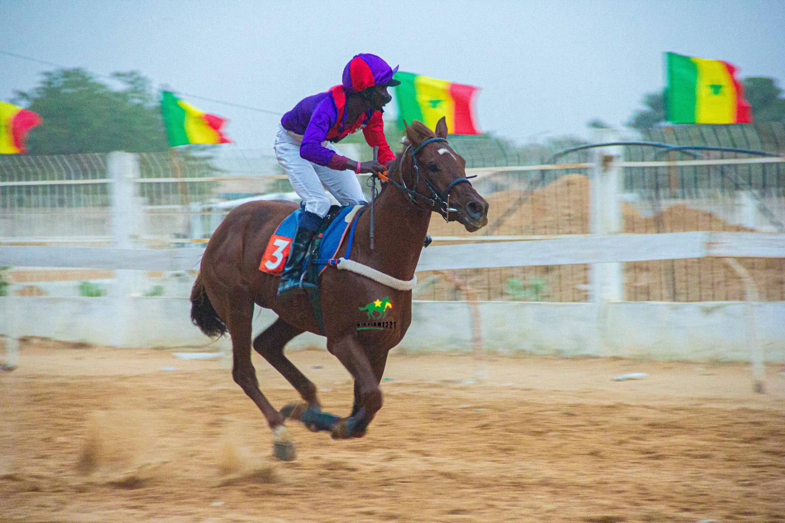 Photo cheval