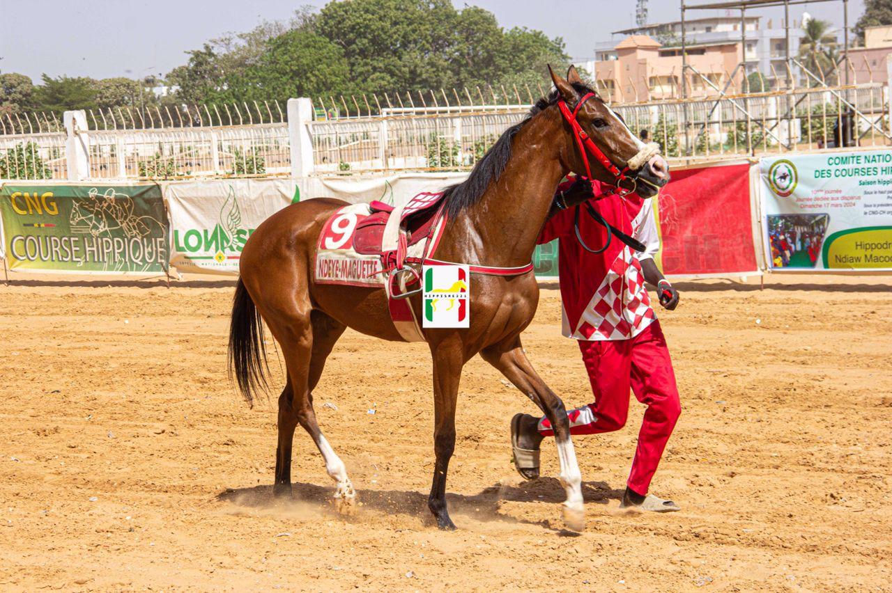 Photo cheval