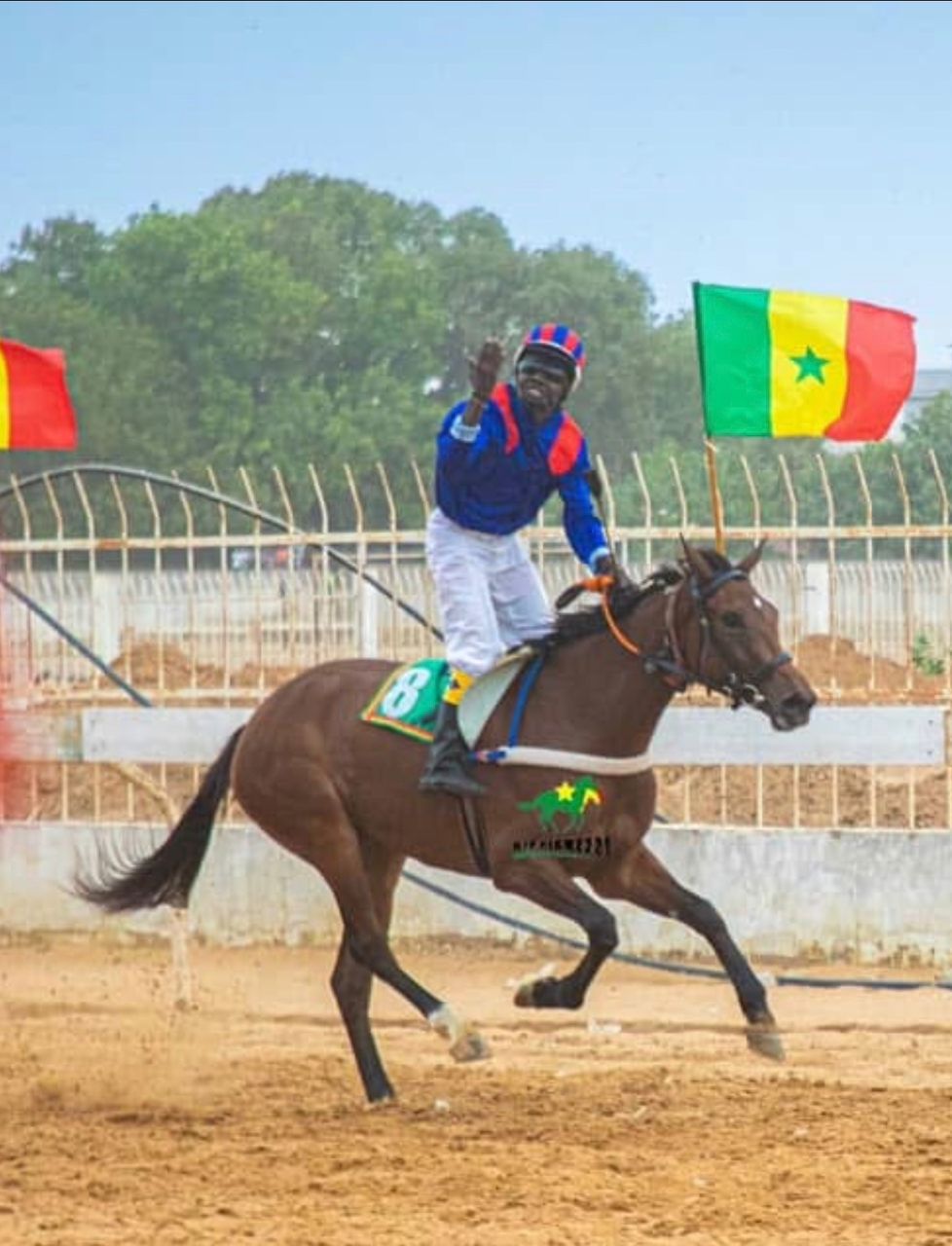 Photo cheval